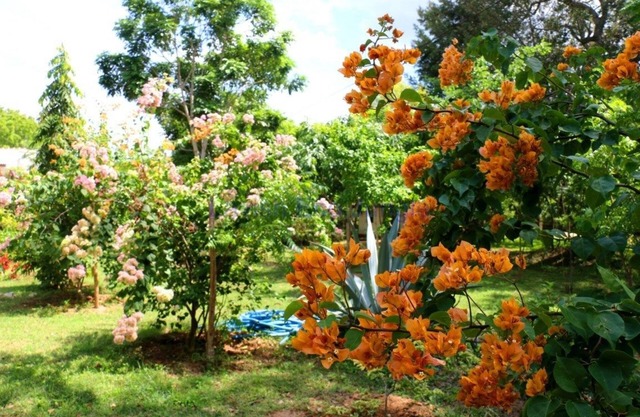 Lavish Eco Jungle