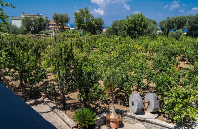 Lemon Factor Sorrento