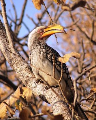 Mabula Game Reserve