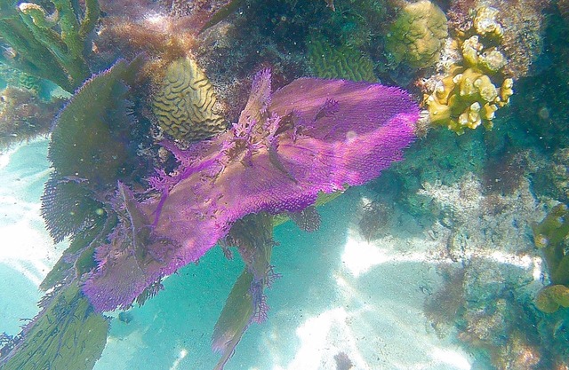 Ocean Front Studio, Kayak available - Swimming, bring own snorkle Euipment