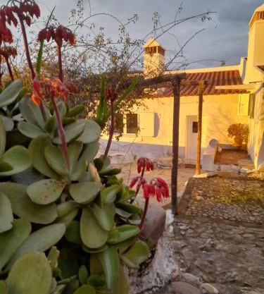 Olive -Casa da Boavista