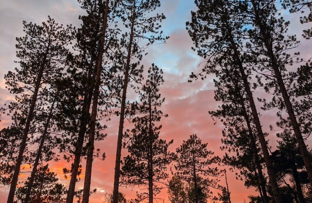 Private cabin in the woods near a serene creek and towering pine trees.