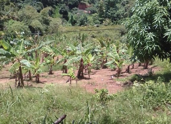 PT Jardin Farm