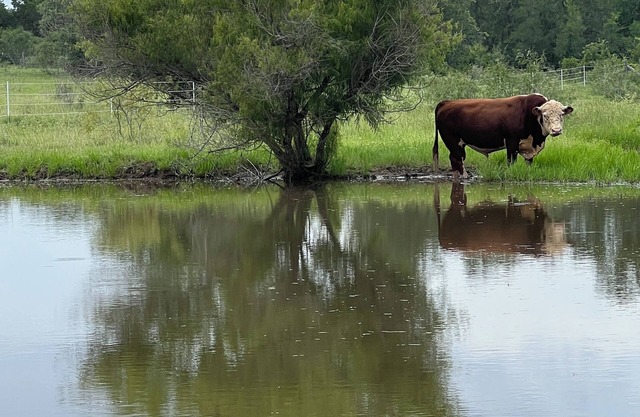 Relaxing stay on a Modern Ranch