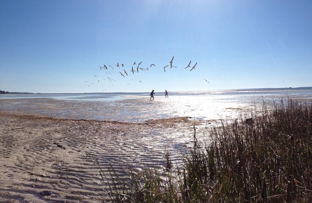 Seay Shack- A true, shabby chic, Old Florida Cottage!