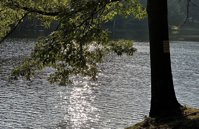 Secluded Lake Front Home on 2 acres with Walking Trails & More 🌲🦆🐟