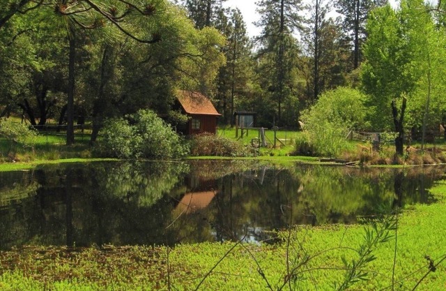 Shangrila with view of wildlife pond above artist's studio in Rough and Ready