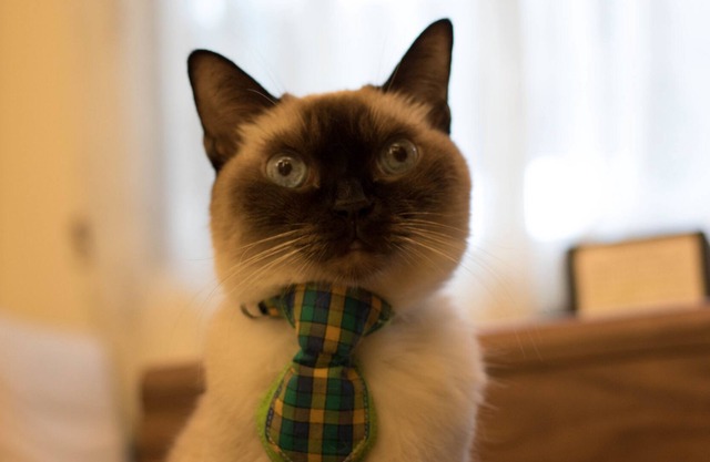 Smokey Cat B&B