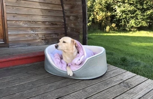 Standard Dog Friendly Wooden Cabin