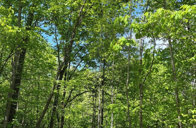 The BEST Pet friendly Sylva NC Mountain Retreat Near WCU and downtown❤️