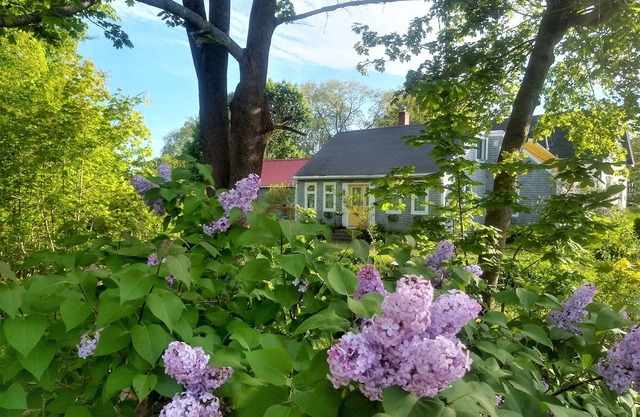 The Perch - Walk to Town & the Ocean - Rockland License STR25-53