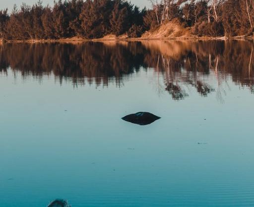 The Prawn Hatchery Pty Ltd on Amatikulu