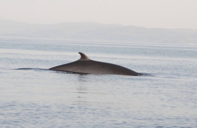 The Wing forms part of Achnadrish house in the North of Mull