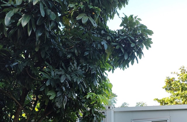 Tiny house cottage in Miami's agricultural district. Private and secluded.