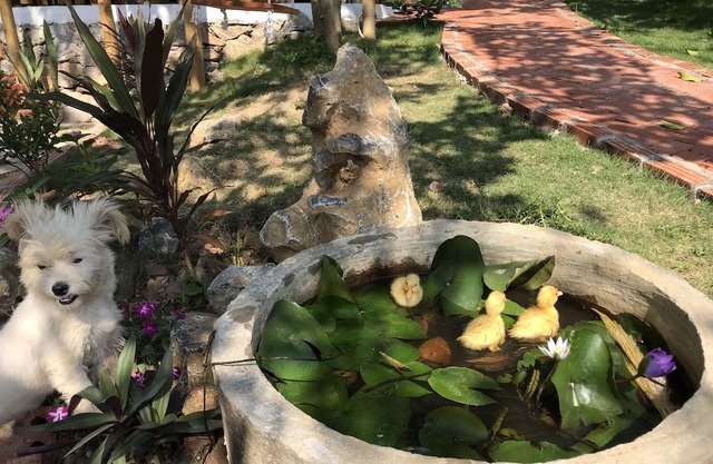 Trang An Lamia Bungalow