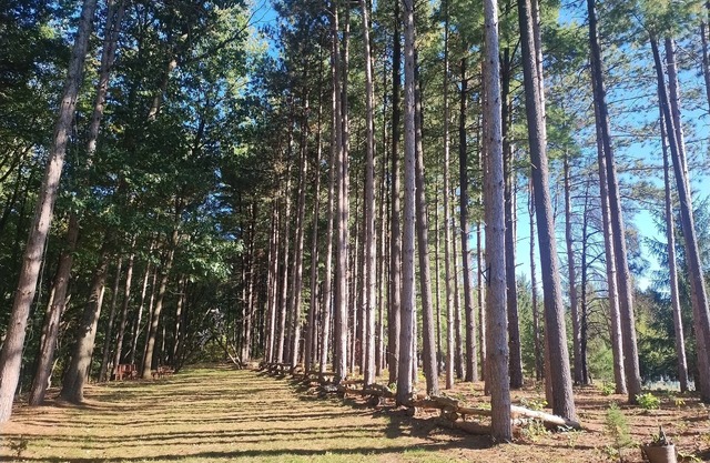 Tranquil Country Stay Among Pinesn6 miles from Culver. 39 mile from Notre Dame.