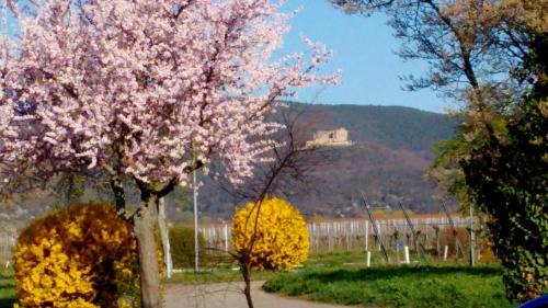 "Unser Juwel" in Maikammer