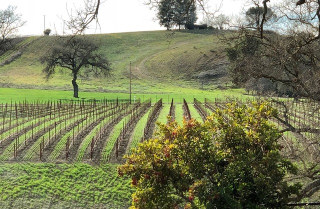 Vacation in the vineyard