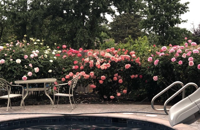 Vineyard view in the Napa Valley Wine Country