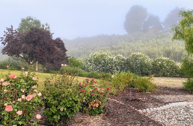 Vista Vine Cottage-Vista Views of Olive Orchards and Vineyards for Miles!