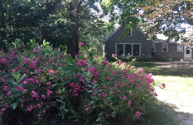 Walk to Coast Guard Beach! Peaceful Vacation
