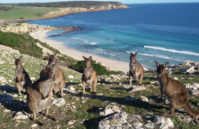 Waves and Wildlife