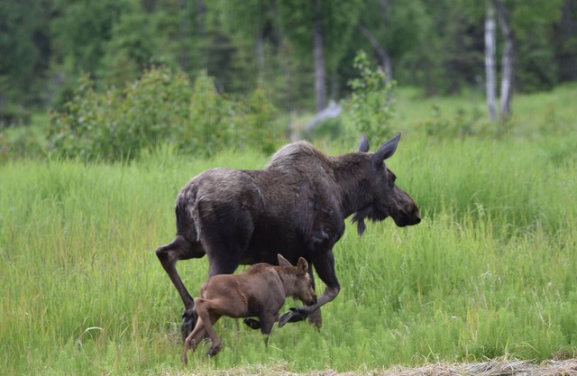 You have to get out-of-town to see the wildlife
