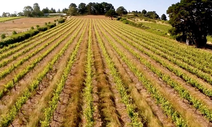 McLaren Flat House | 131 Your Vineyard Home in the heart of the Vale