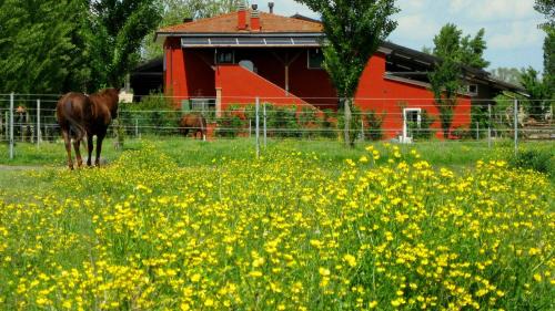 Badia Polesine House | Agriturismo Adriano Pedretti
