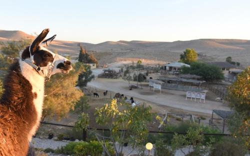 Mitzpe Ramon House | Alpaca Farm - חוות האלפקות