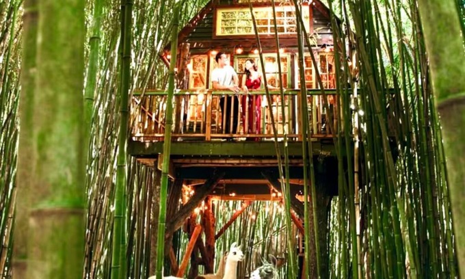 Atlanta Cottage | Alpaca Treehouse in the Bamboo Forest