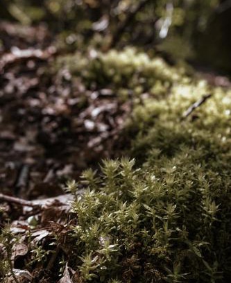 Fischbach bei Dahn Apartment | APARTMENTS mit PRIVAT SPA - Haus LuKa