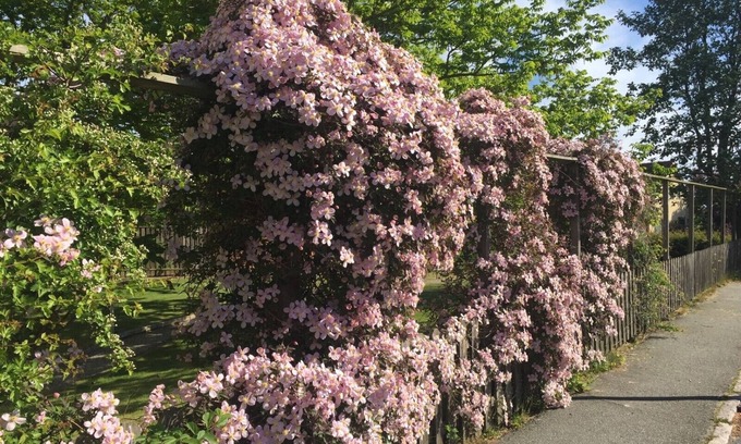 Simrishamn Bed & Breakfast | Aurora Bed & Breakfast