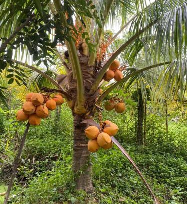 Long Ho House | Ba Hung homestay