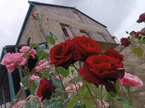 Berd House | Bears and Berries