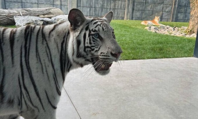 Town of Sullivan House | Big Cat Bungalows at The Haven - Tiger 2