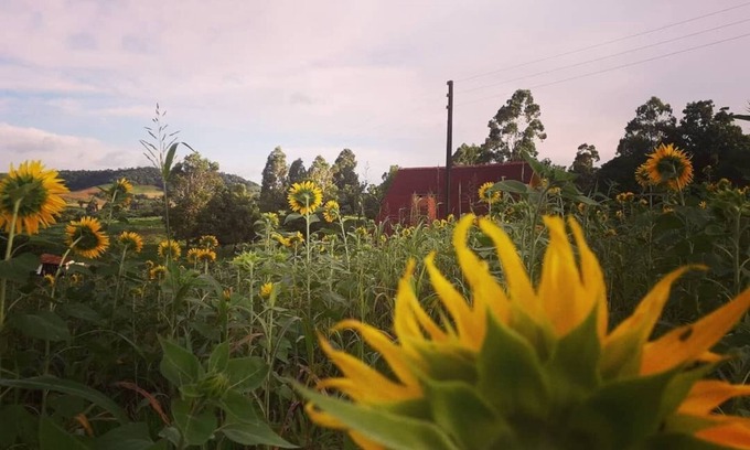 Dionisio Cerqueira Ski Chalet | Chalé Toca das Sementes