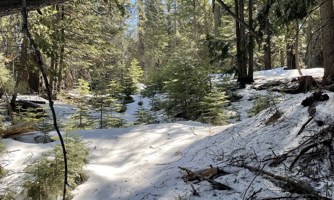 Shaver Lake Cabin | Cozy Cabin for Summer & Winter Fun