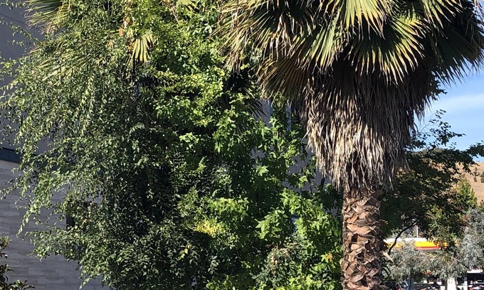 Walnut Creek Hotel | Diablo Mountain Inn - Walnut Creek