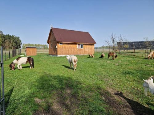 gmina Liw House | Eurostruś - zoo, domki