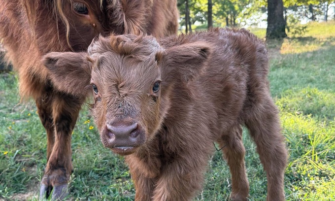 Cecil Cottage | Farm Stay with Highland Cows