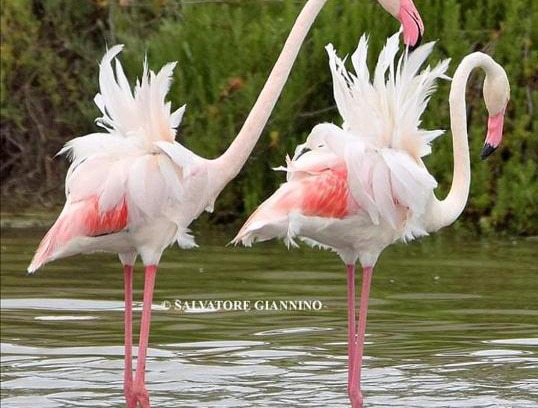 Margherita di Savoia Apartment | Fenicottero Rosa