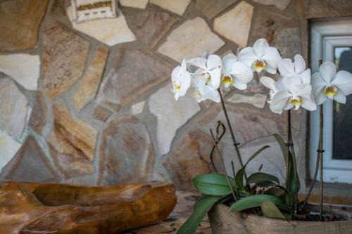 Reichenau Apartment | Ferienwohnung Insel Reichenau
