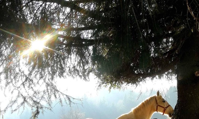 Seeham Other | Ferienwohnung mit Eigenem Eingang auf Pferdegestüt mit Seeblick