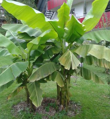 Lippertsreute Apartment | Ferienwohnung Wiesengrund