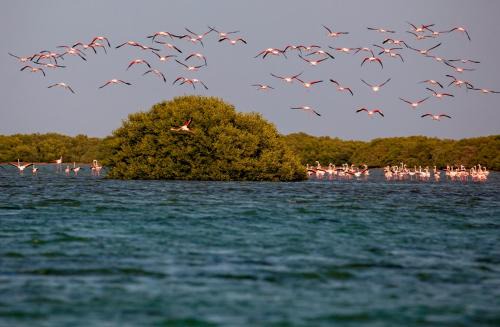 Umm al Quwain Hotel | Flamingo Beach Hotel