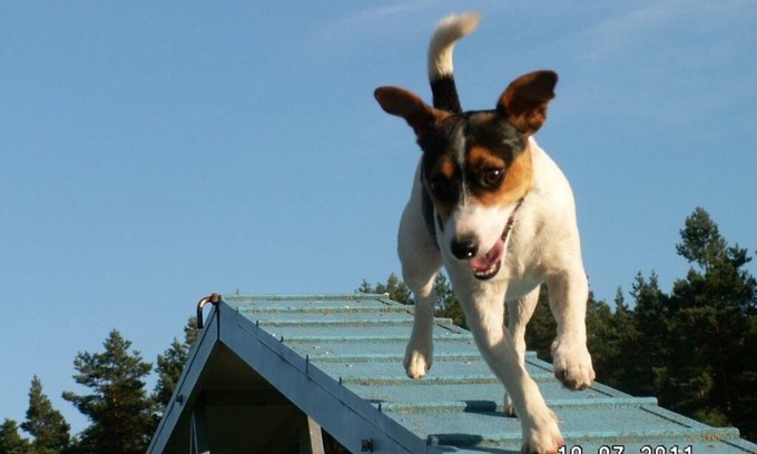 Klosterwalde Apartment | Forsthaus Metzelthin - Holiday with dog