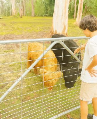 Medowie House | Fun Family Escape with Highland Cows