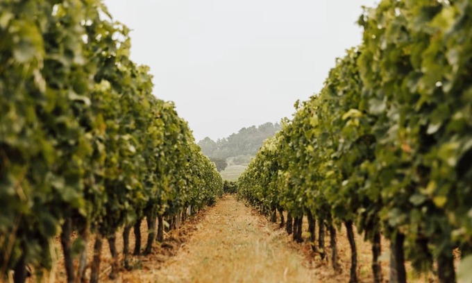 Robins Bay Cottage | Gîte Château Le Conte - Saint Emilion