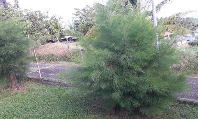 Le Lorrain Apartment | GITE LE FILAO